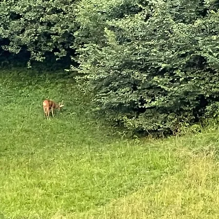 Francesca Apartment Pieve di Cadore